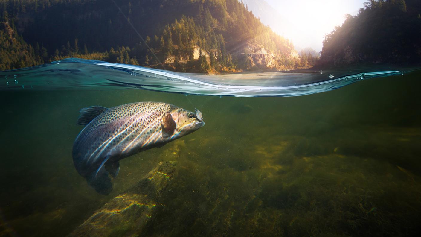 iStock-Pesca
