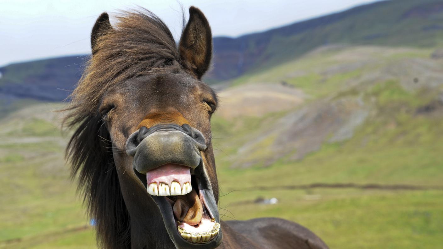 iStock-Islanda, Ambientazione esterna, Bestiame, Campo, Cavallo - Equino
