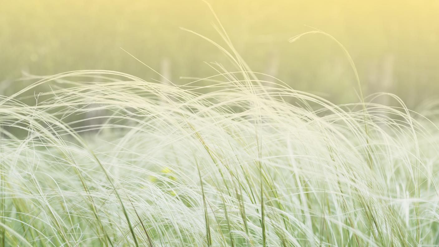 iStock-aria 
