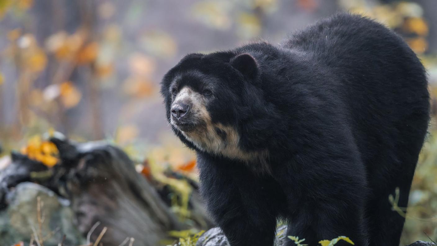 iStock-Orso Giappone 