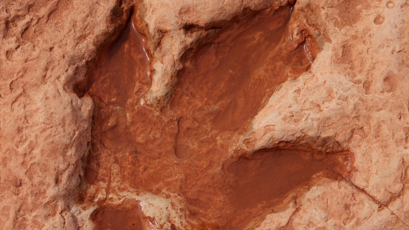 impronta dinosauro