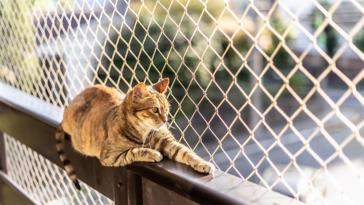 gatto in balcone