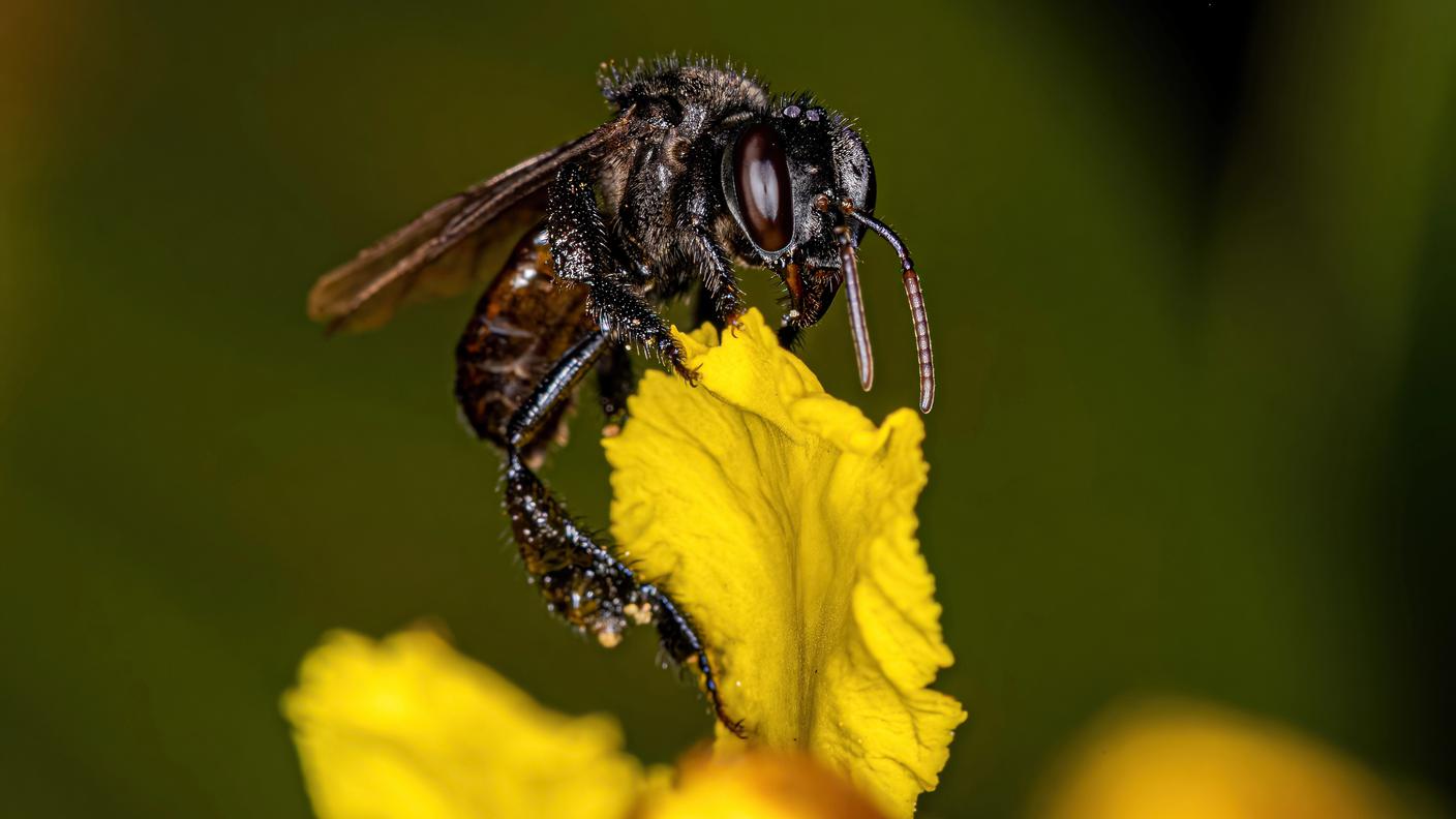 ape senza pungiglione 