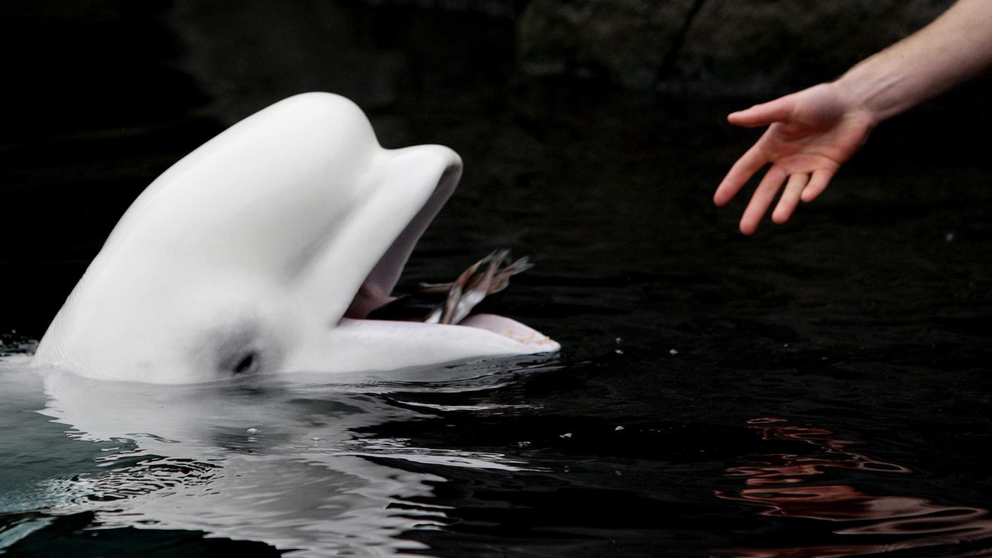 Balena Beluga