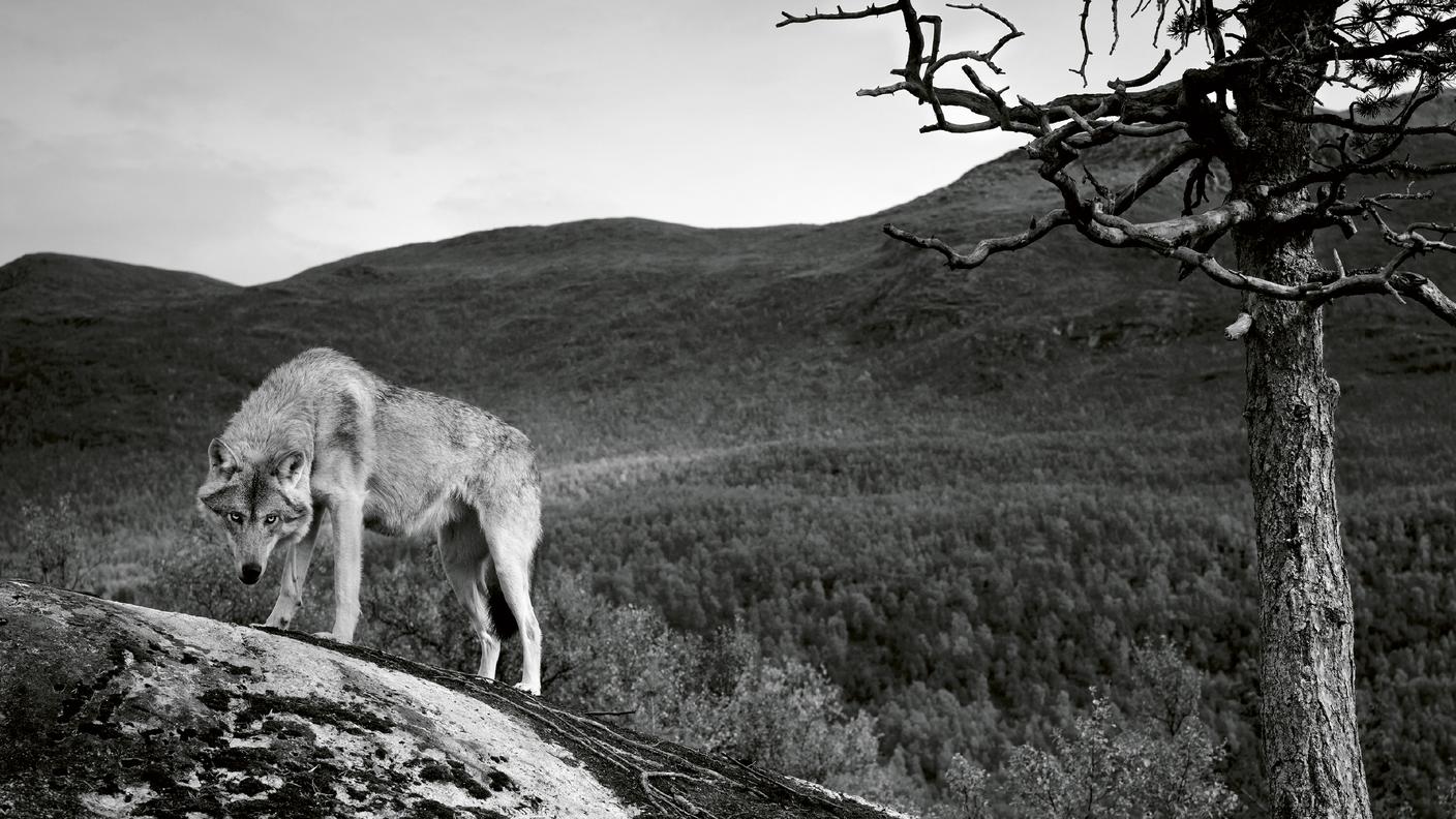 “Wolf Rune” di Sinikka Langeland, ECM (dettaglio copertina)