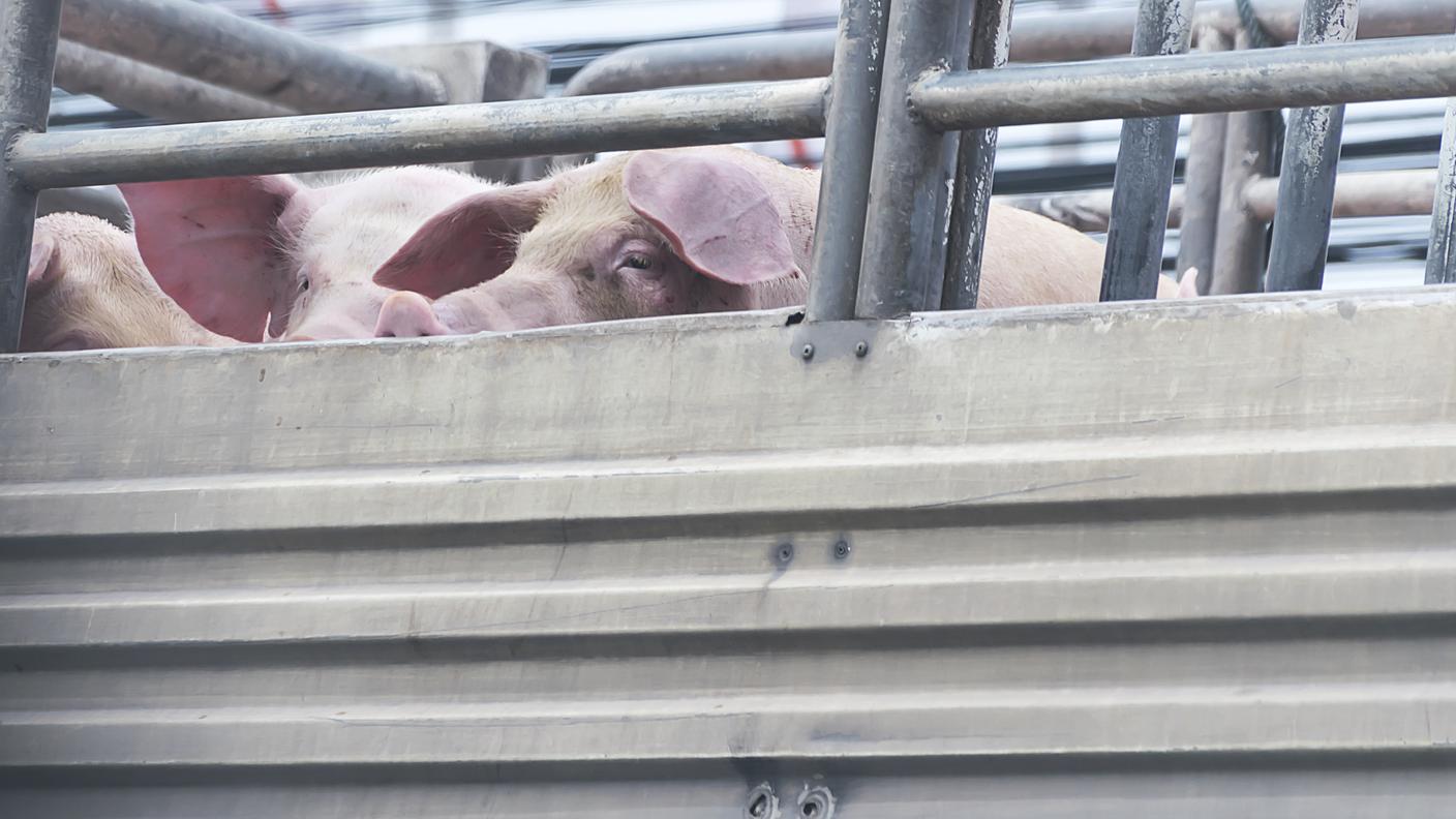 Trasporto degli animali da reddito in Europa
