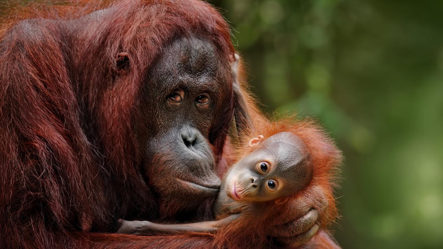 iStock-Orango 