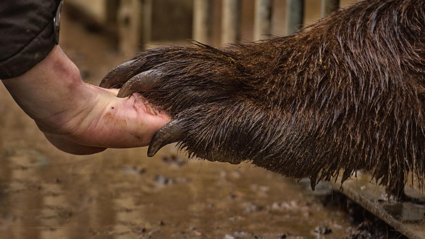 iStock-Mano umana, zampa orso