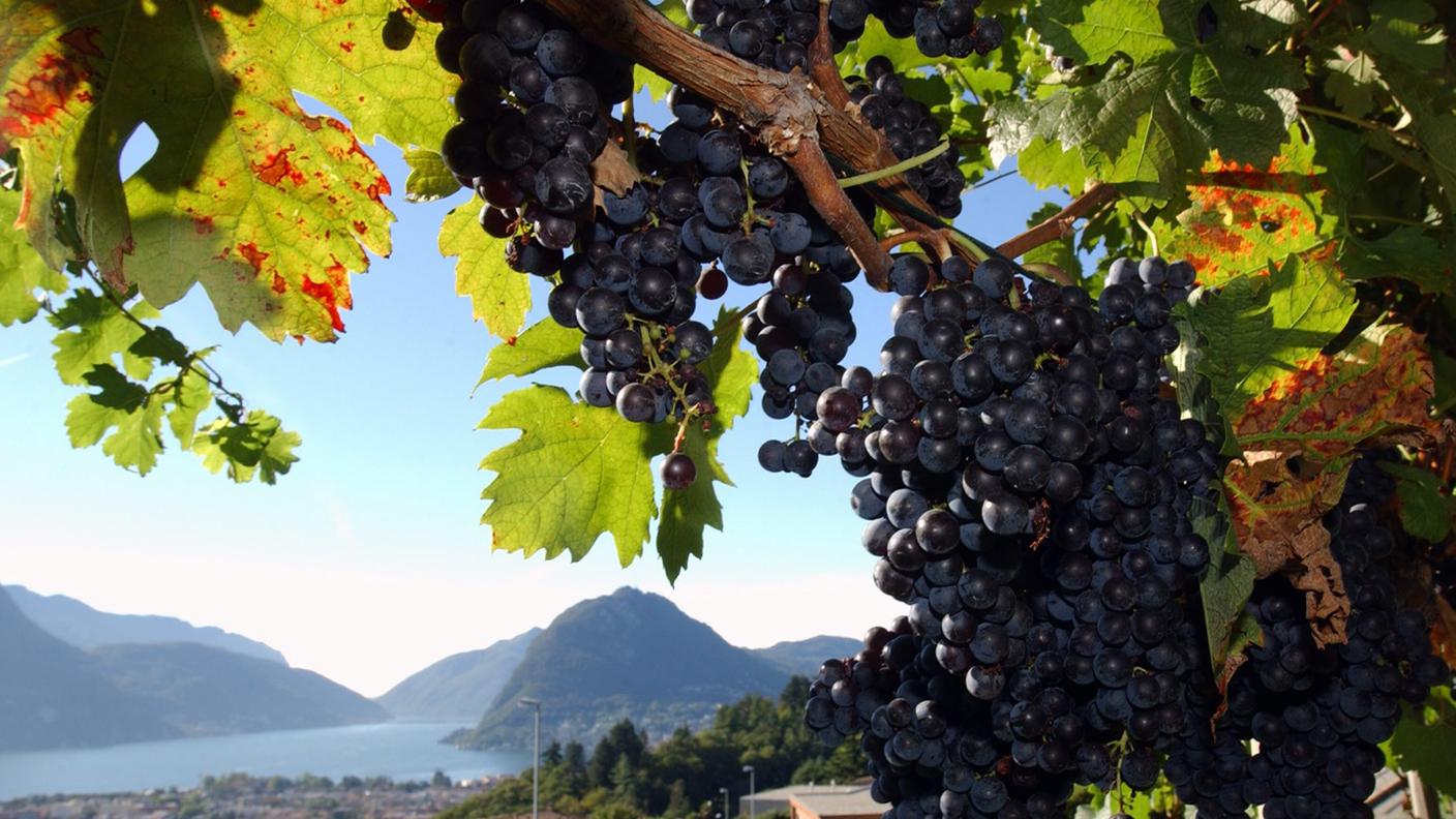 Vite, Merlot, Lago di Lugano 