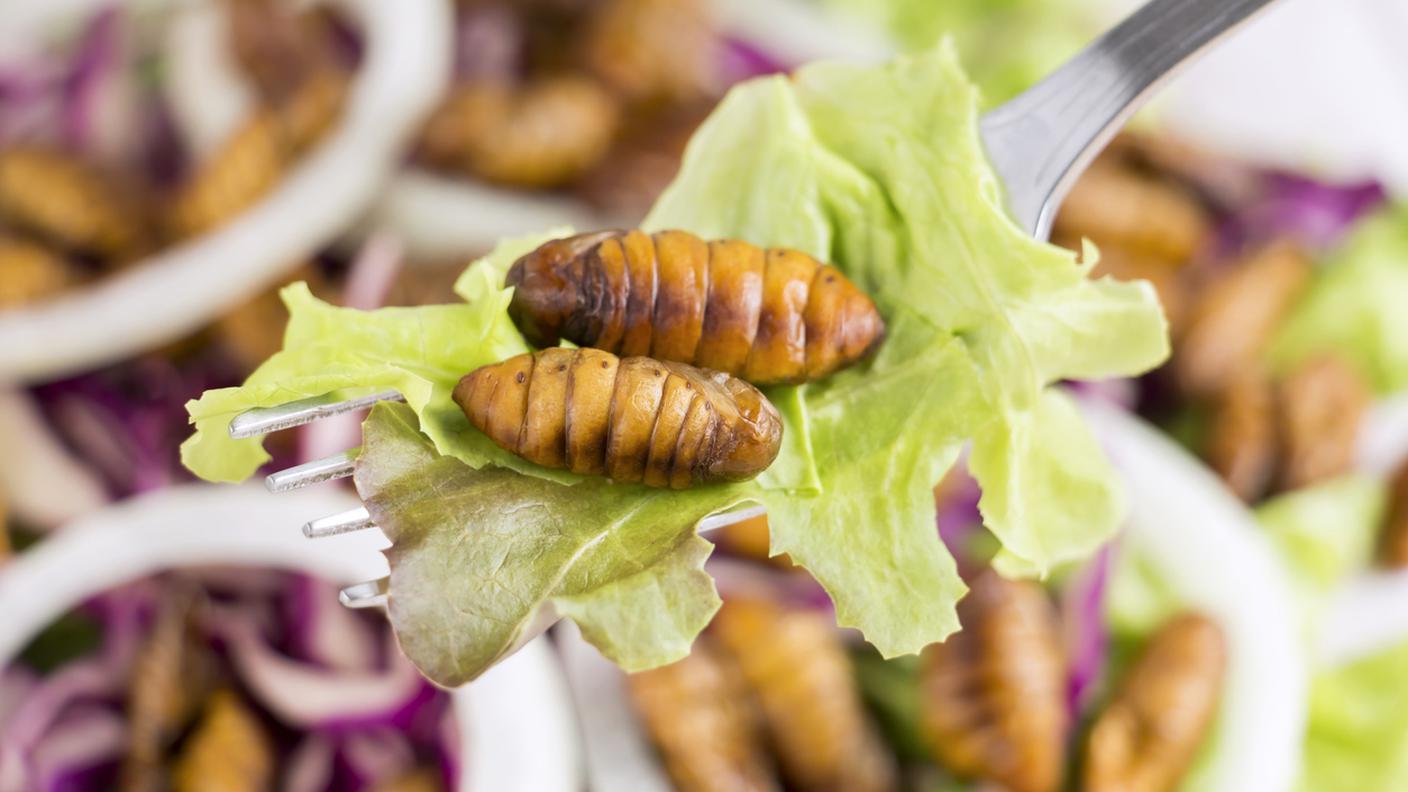 iStock-Tailandia, Entomofagia, Baco da seta - Bruco, Cibo, Larva