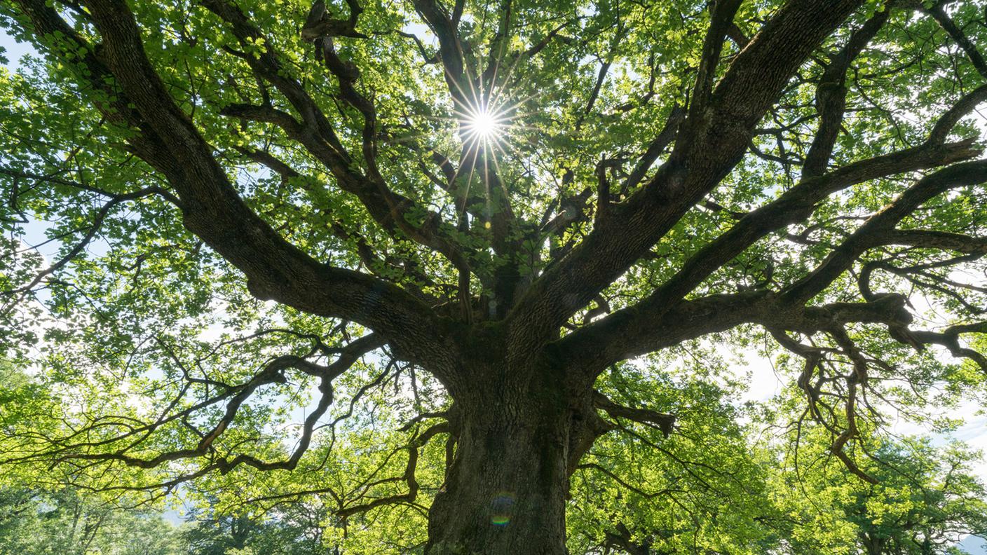 iStock- Quercia