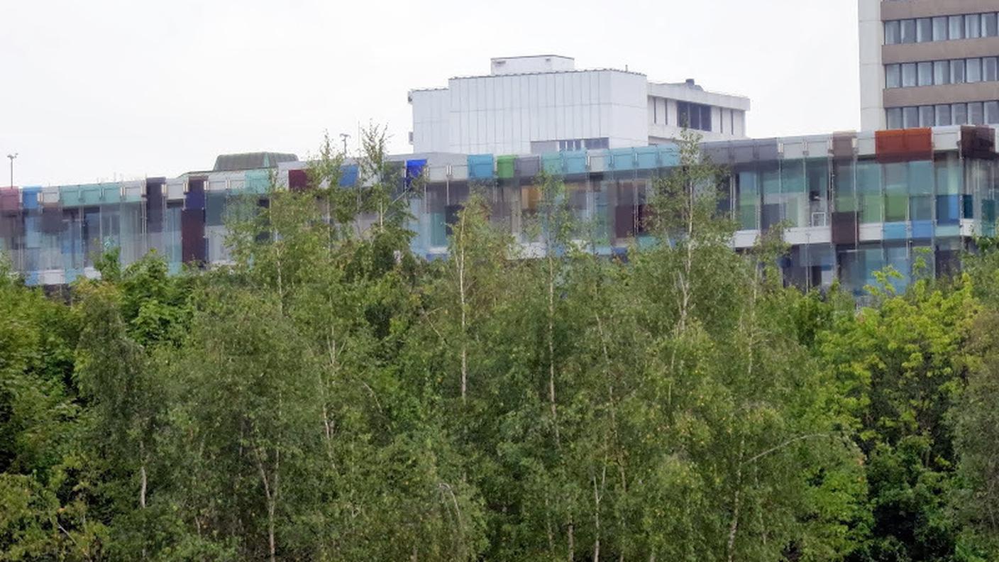 IL BOSCO DI BETULLE DEL CAMPUS (© RSI - Sonja Riva)