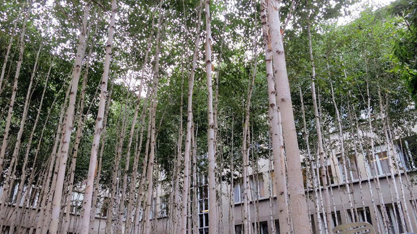 IL GIARDINO DI BETULLE DEL QUARTIER GENERALE AL CAMPUS NOVARTIS DI BASILEA (© RSI - Sonja Riva)