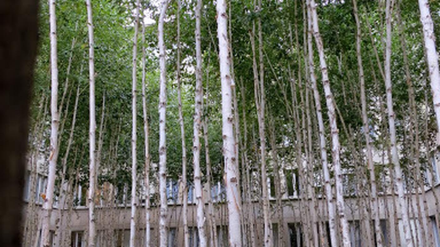 IL GIARDINO DELLE BETULLE E IL LAGHETTO DEL CAMPUS NOVARTIS (© RSI - Roberto Antonini)