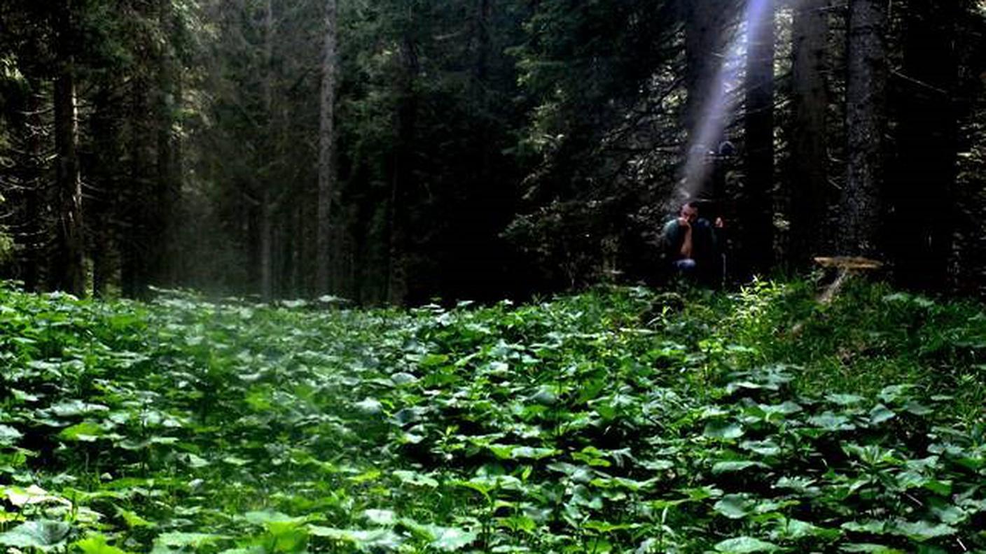 La Foresta dei Violini