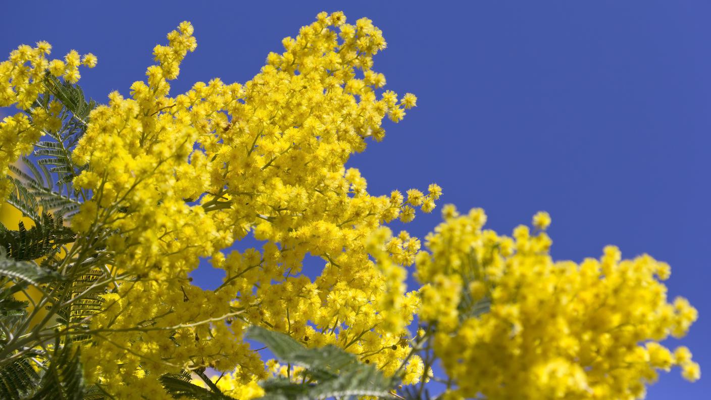 iStock-Costa Azzurra, Provenza-Alpi-Costa Azzurra, Flora, Primavera, Stagione