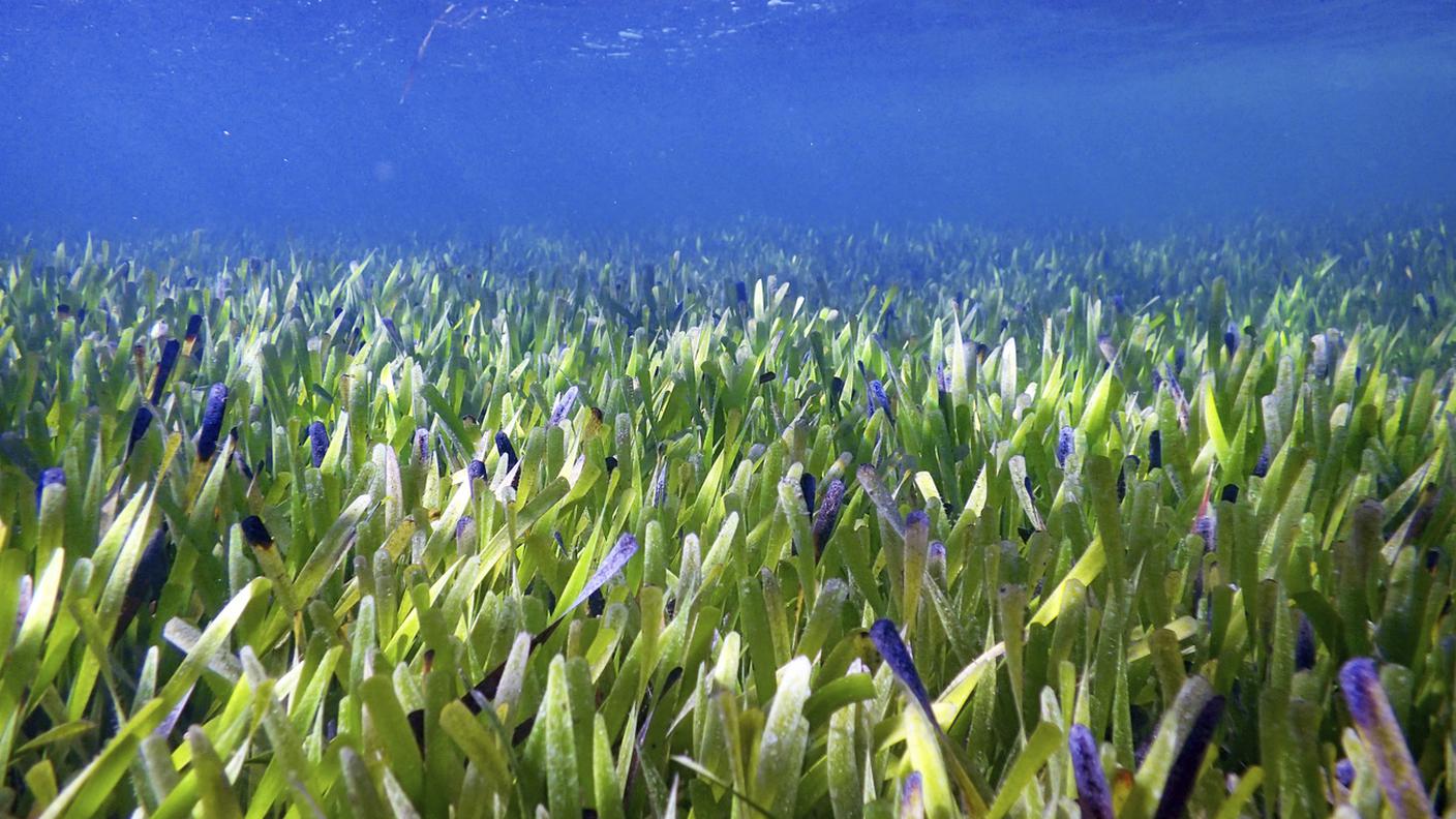La meraviglia vegetale