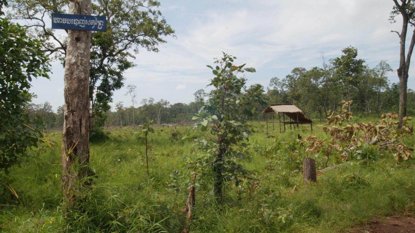 Foresta cambogiana