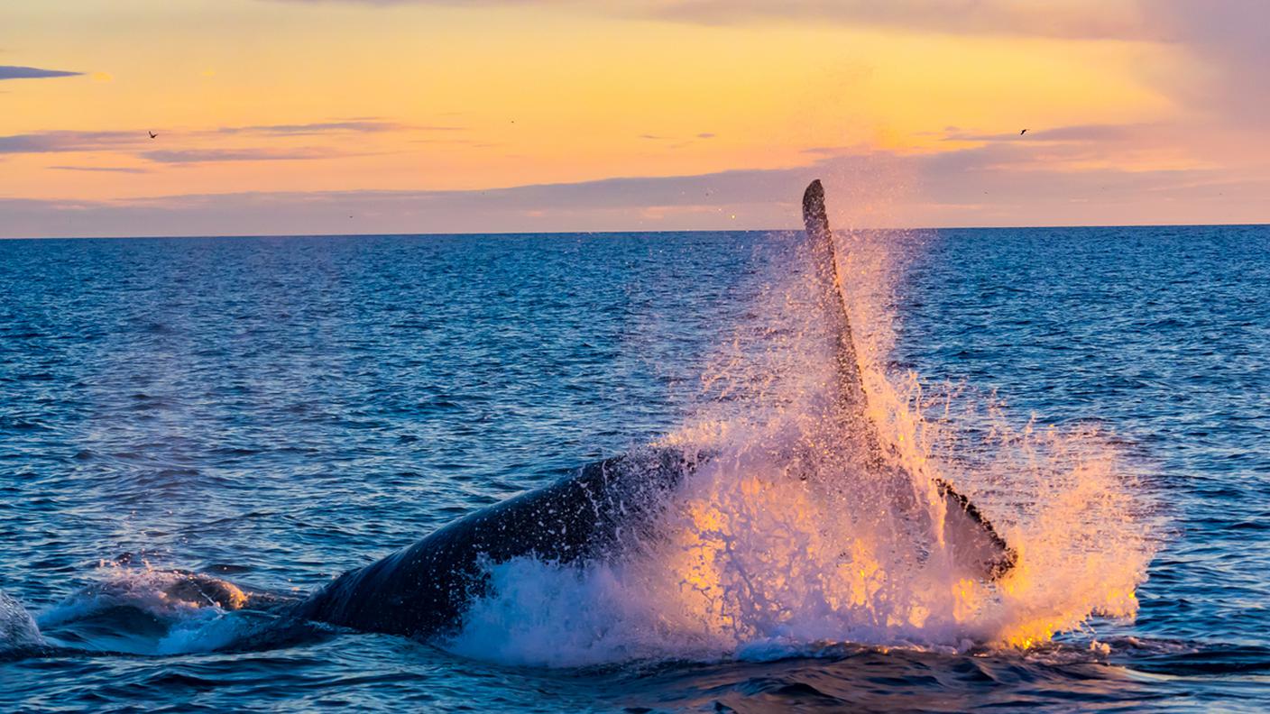 iStock-Balena