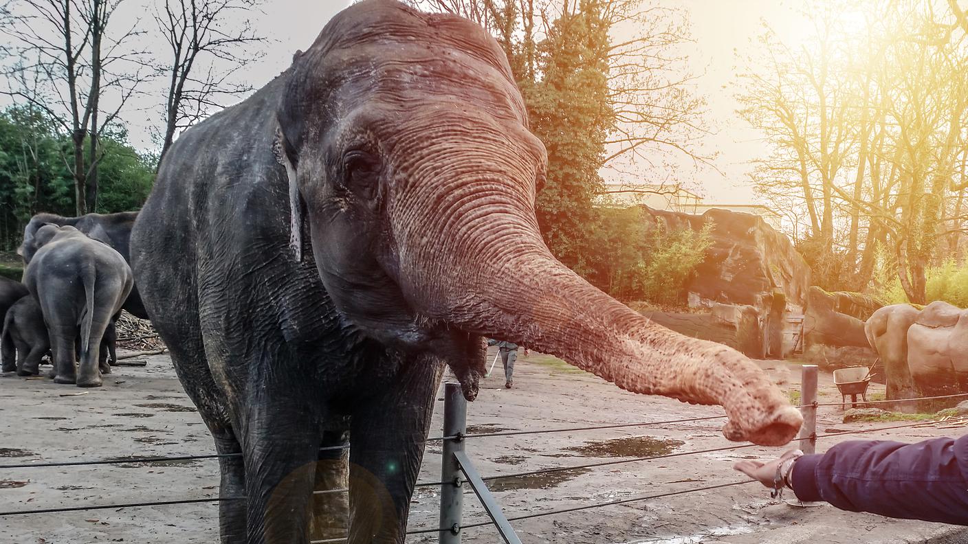 zoo, elefanti