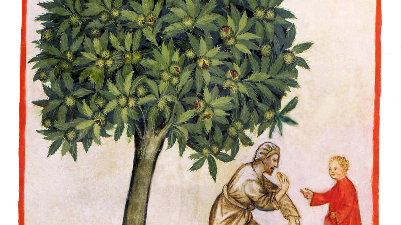 Tacuinum Sanitatis, "Raccolta e cottura delle castagne", metà XV secolo (dettaglio dipinto)