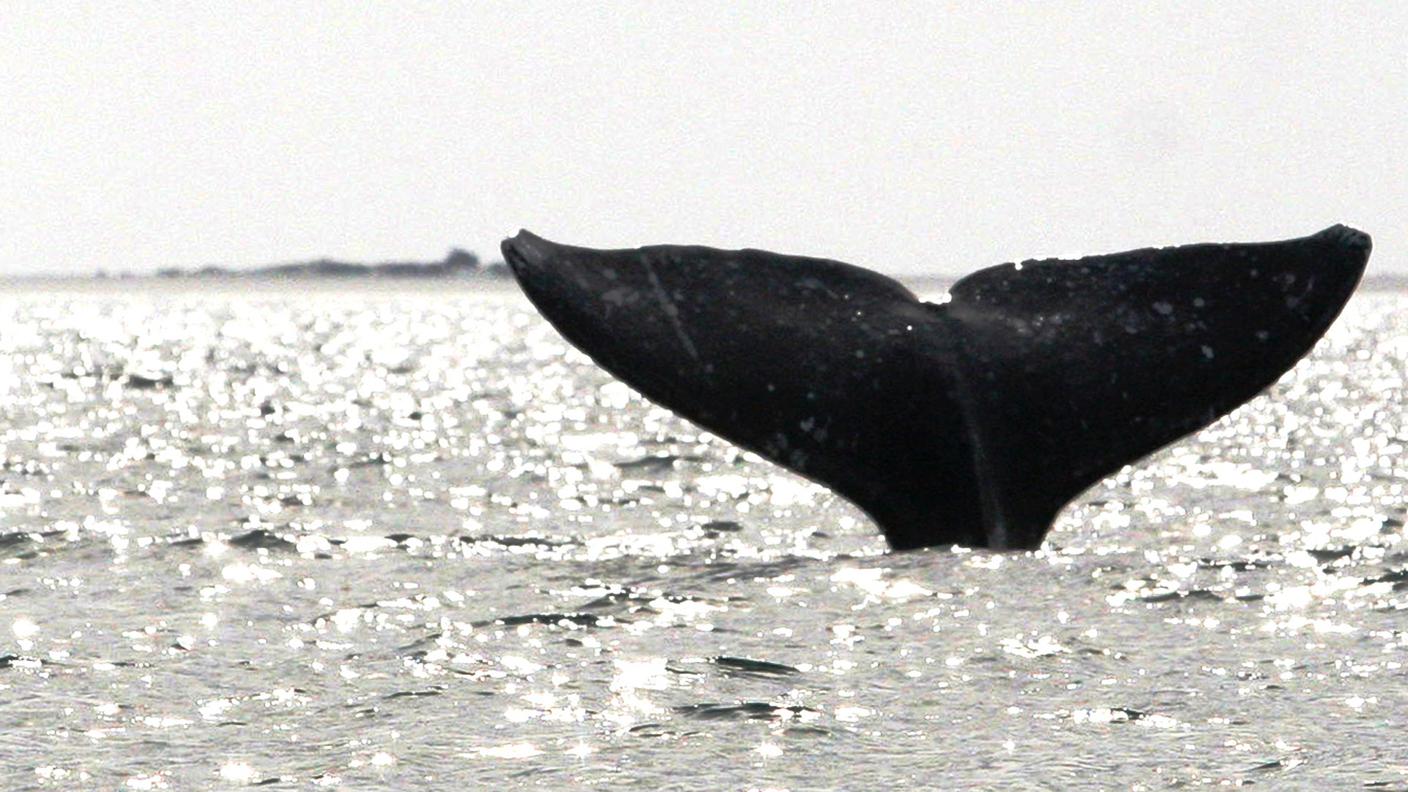 RTR_balena.jpg
