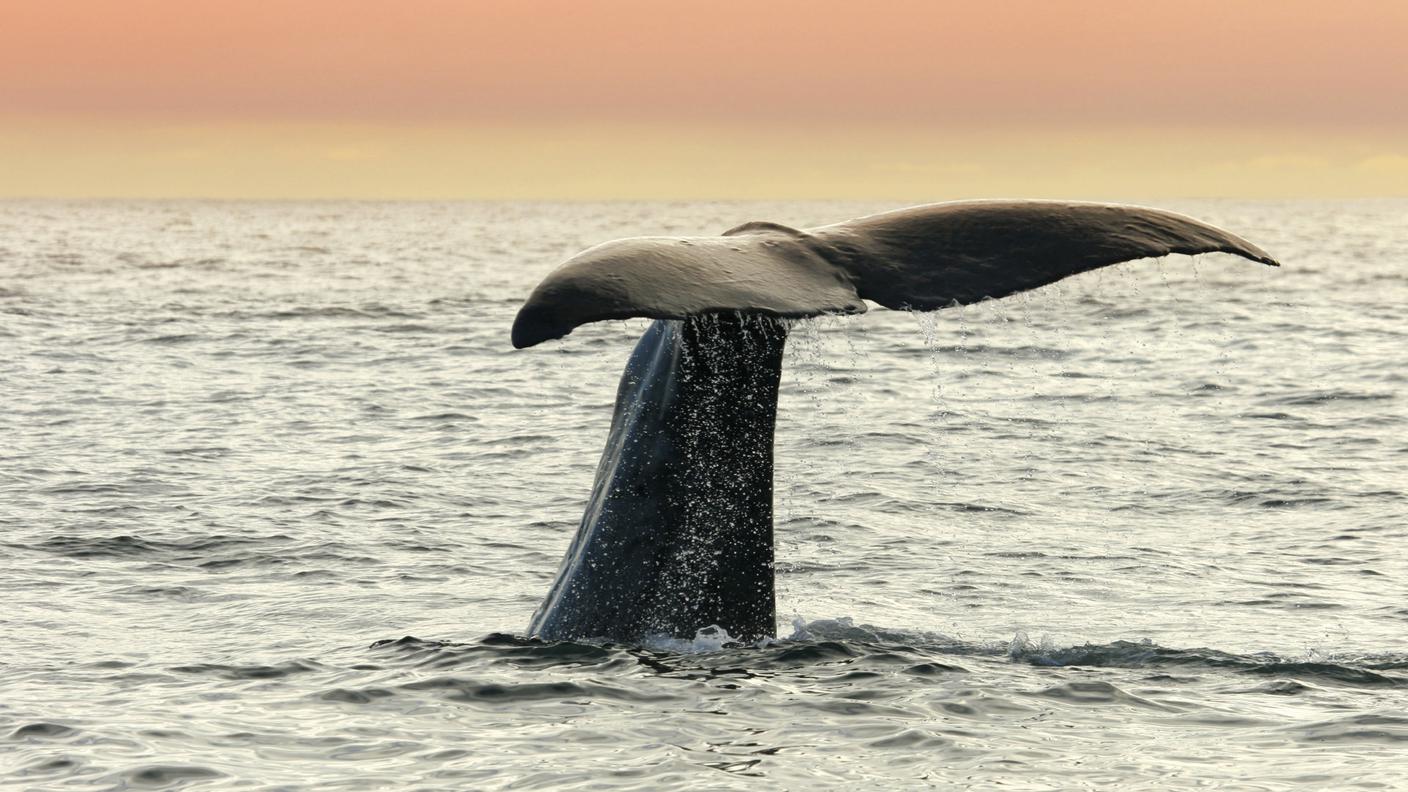 iStock_Balena, Nuova Zelanda, Coda, Mare, Tramonto