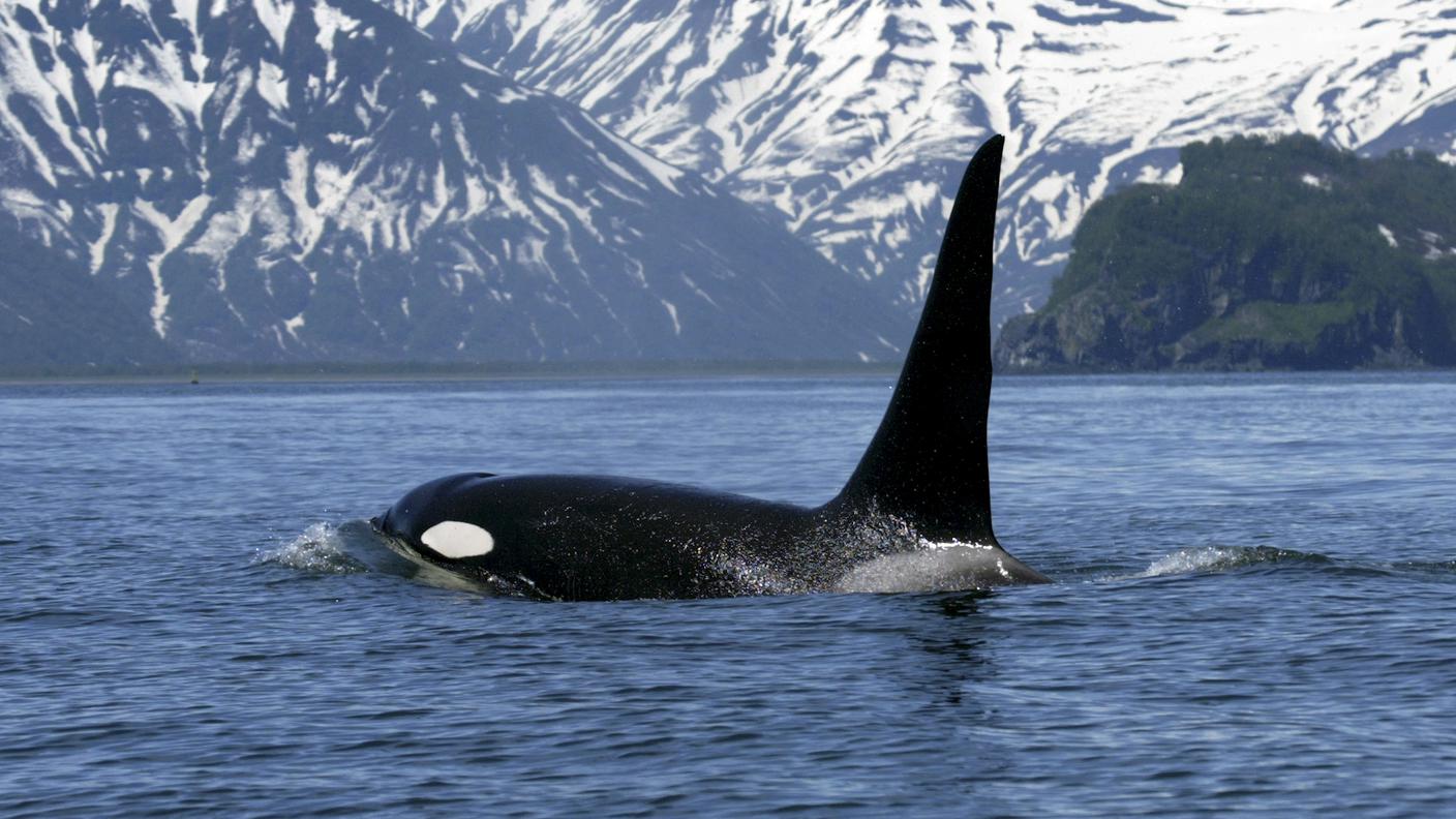 iStock_Orca, Victoria, Balena, Victoria - Seychelles, Victoria - Argentina
