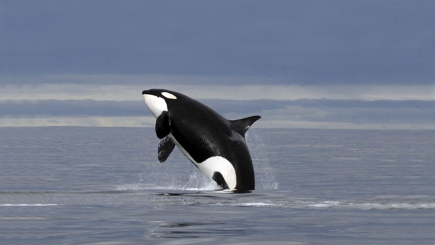 iStock_Killer Whale, Whale, Wildlife, Animal, Sea