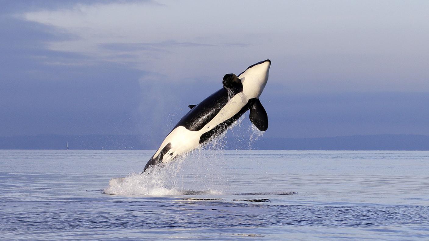 Orca