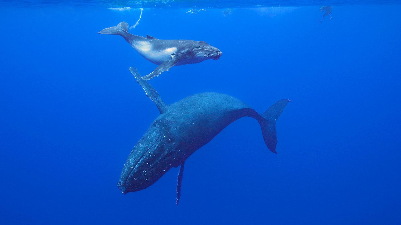 iStock-Balena
