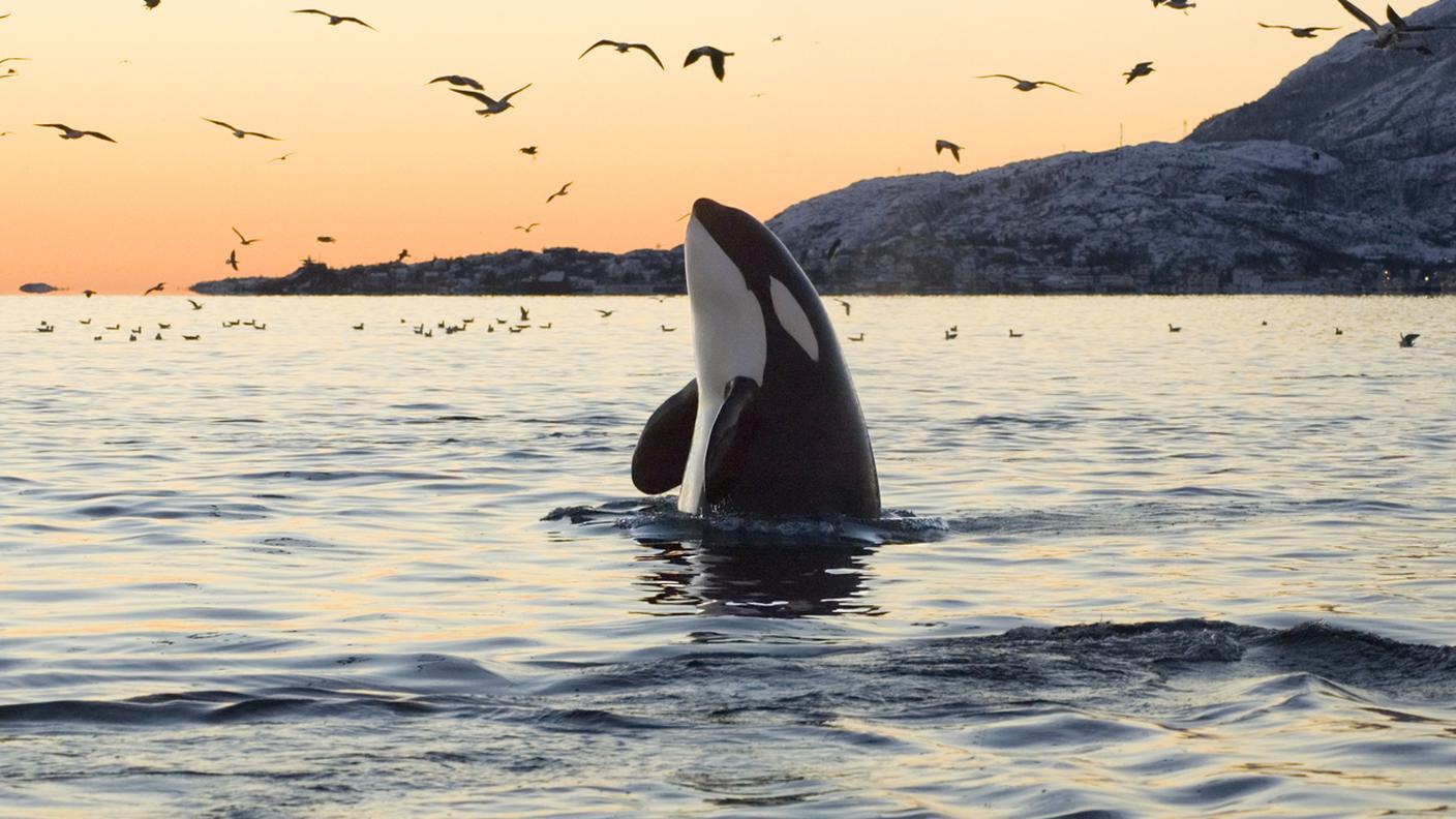 iStock-Orca