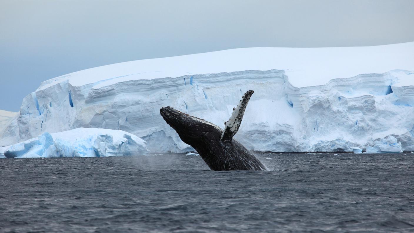 iStock-Balena, Megattera, Iceberg - Formazione di ghiaccio, Antartide, Circolo Artico