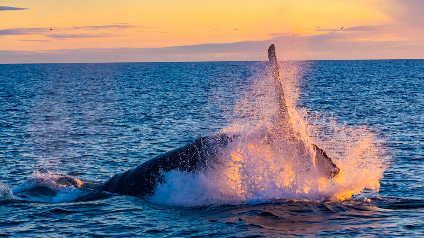 iStock-Balena