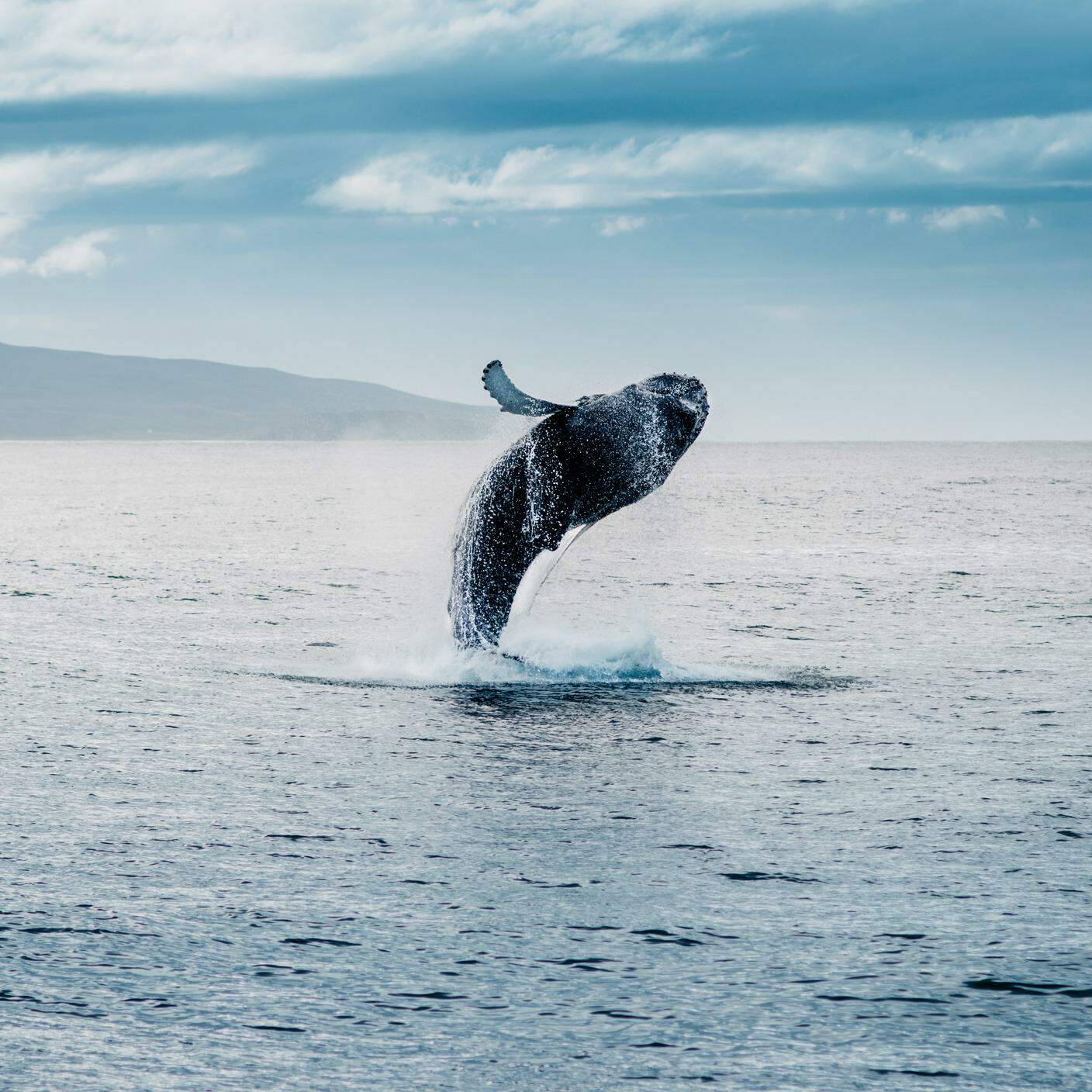 iStock-Islanda, Balena, Tuffarsi, Osservare le balene, Saltare