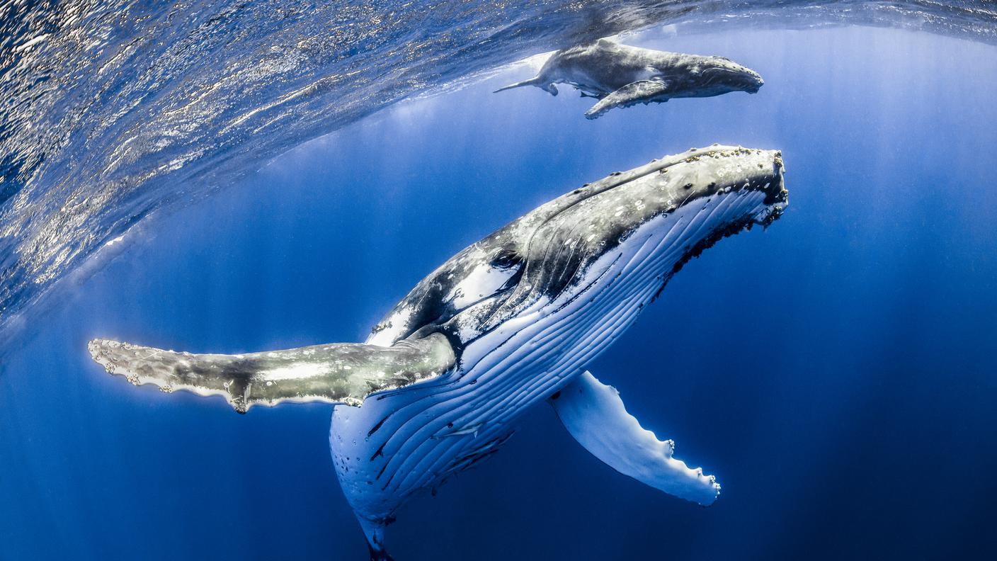 iStock-Balena