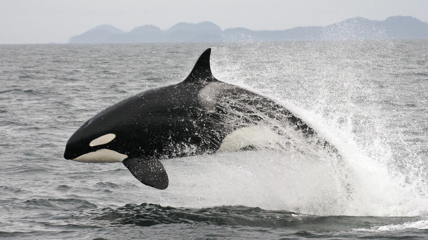 Orca 