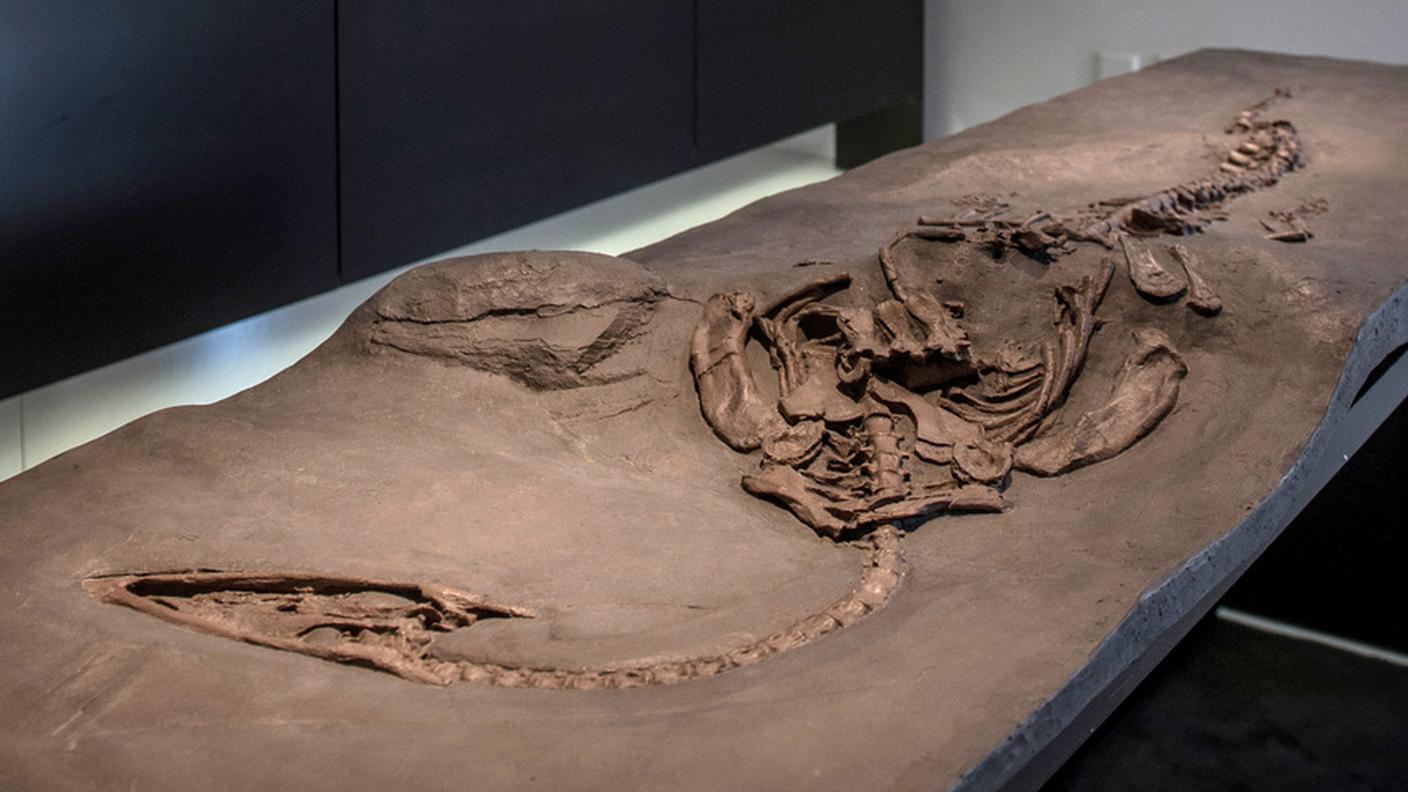 fossili
