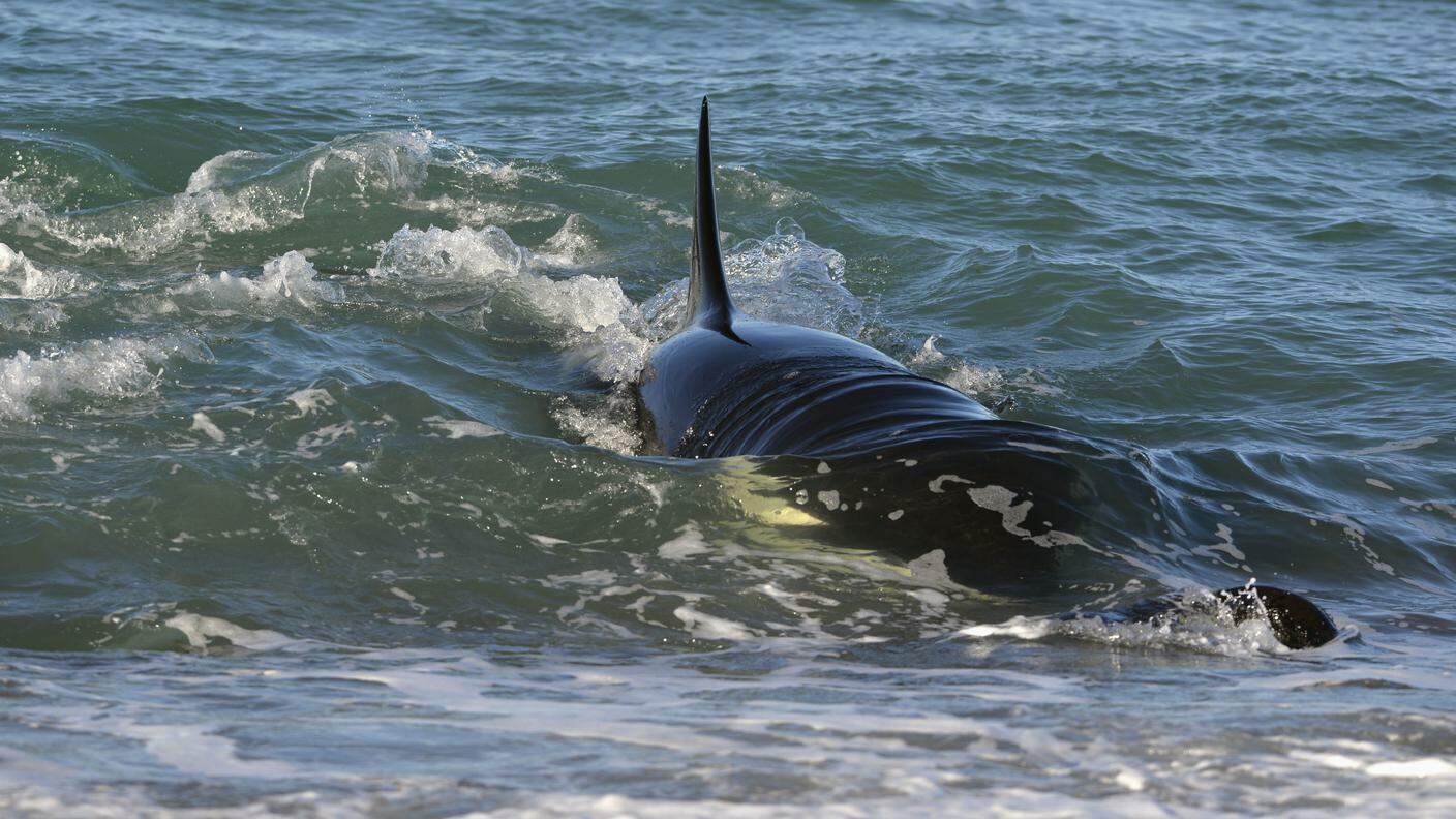 Reuters_balena vicino alla Patagonia