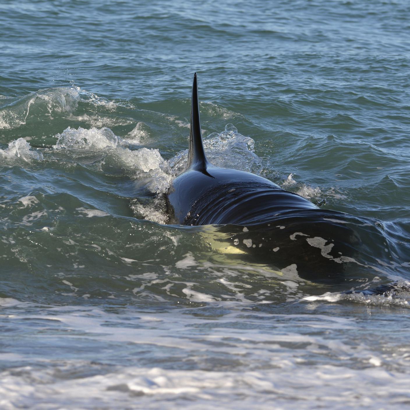 Reuters_balena vicino alla Patagonia