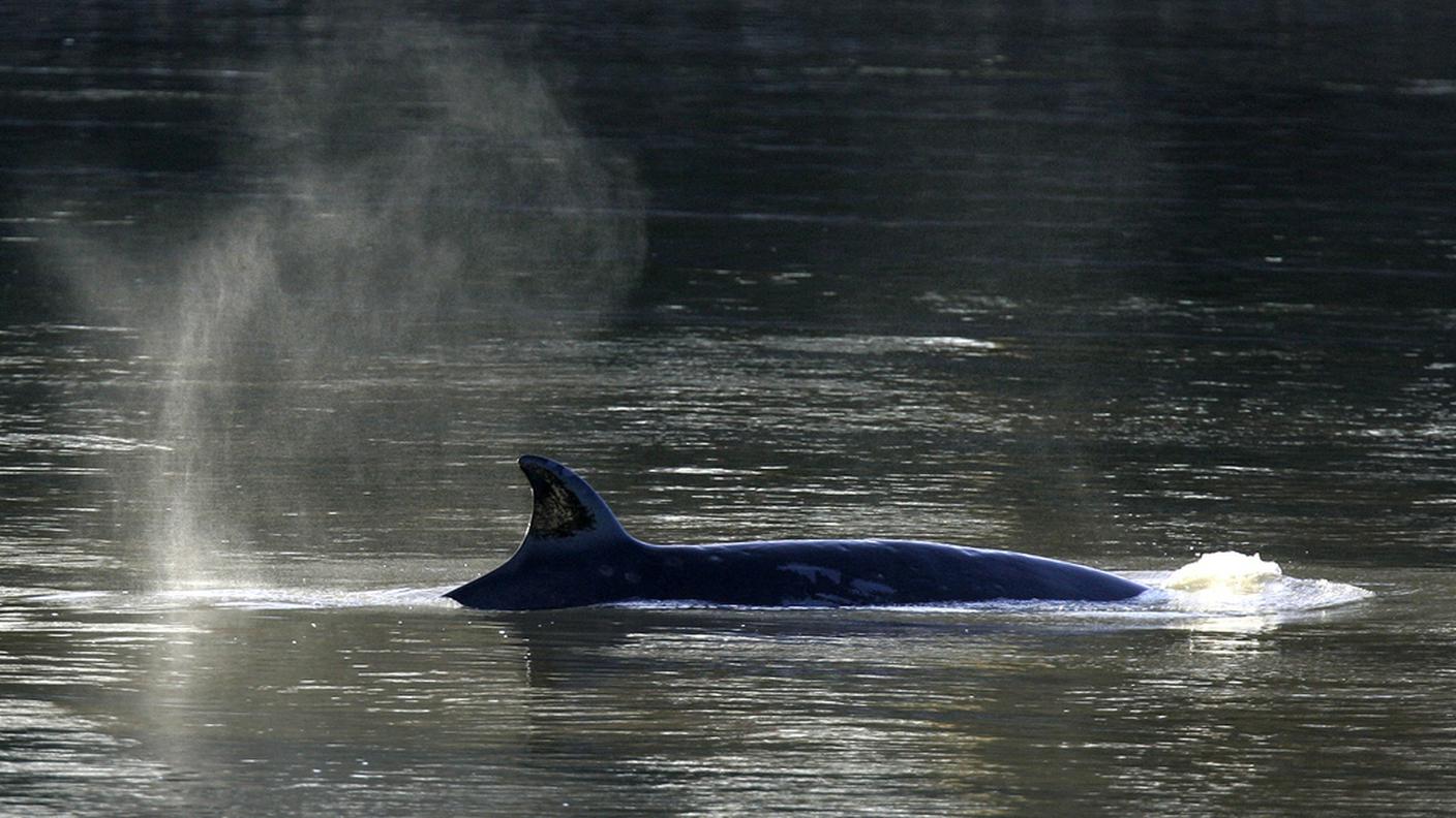 Ky_whale.JPG