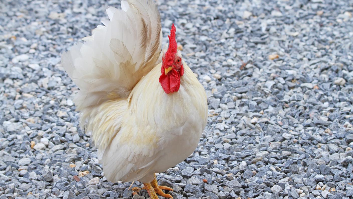 gallina