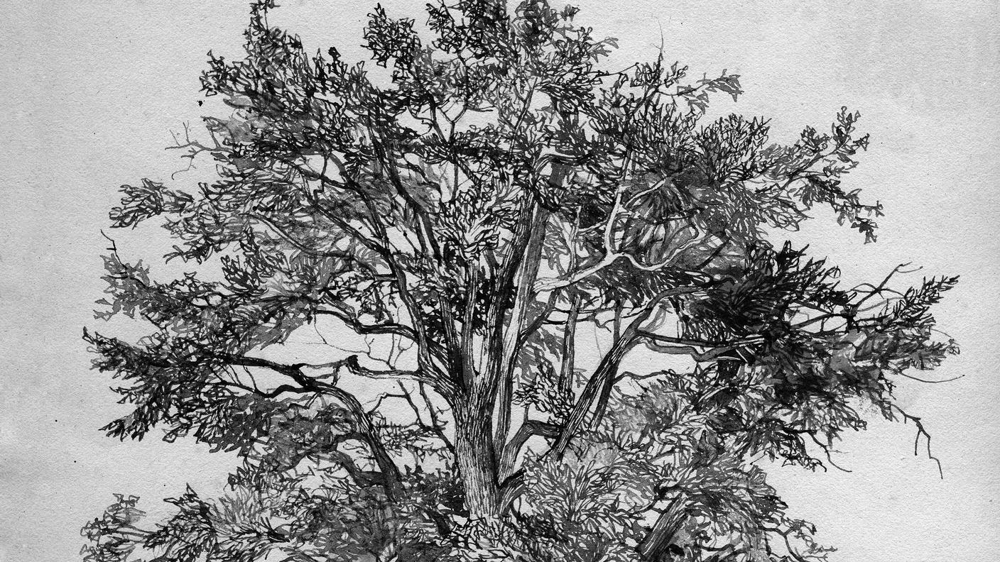Quercia disegno di Stefano Faravelli.jpg