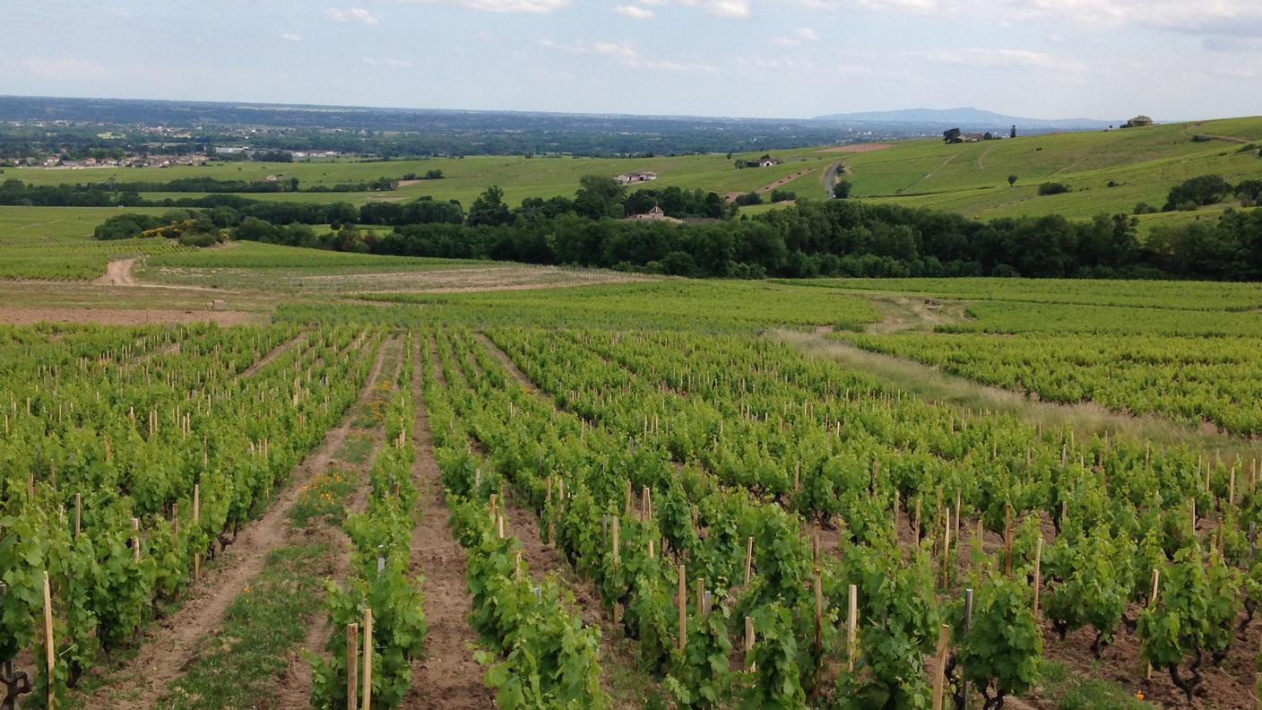 Le colline del Beaujolais, verso Villefranche sur Saône.JPG