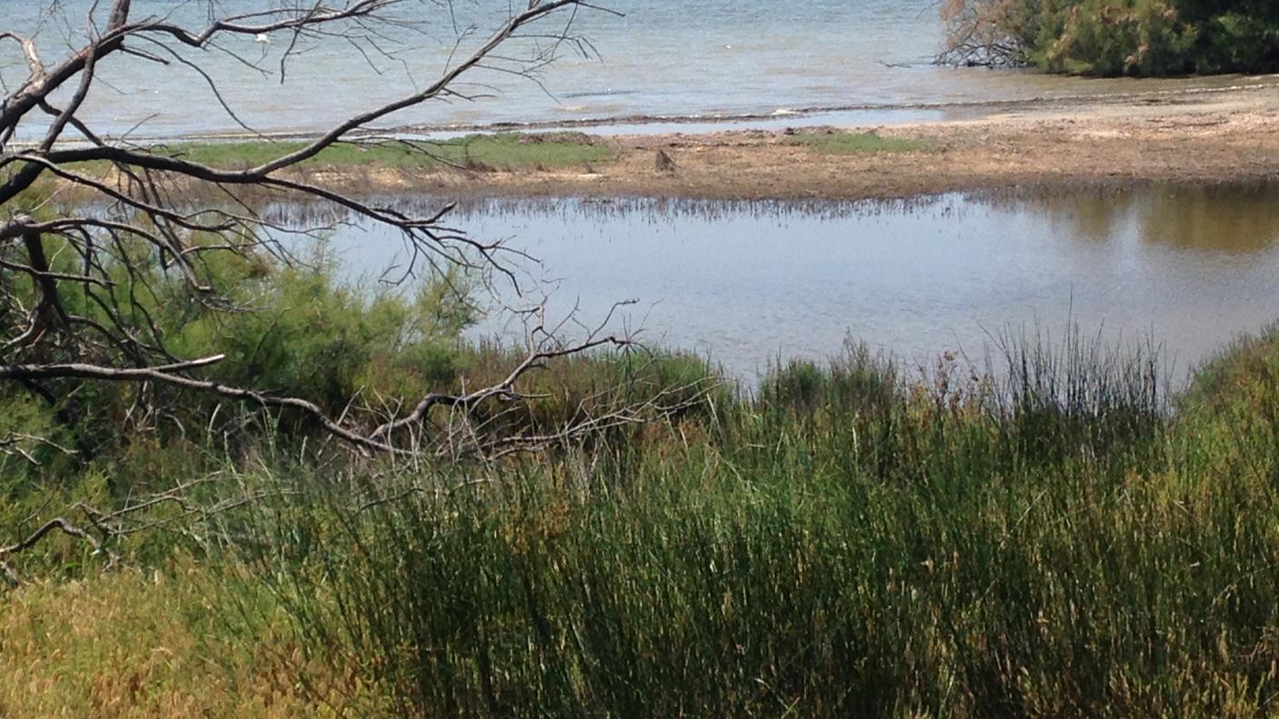 La Camargue, a sud di Arles.JPG
