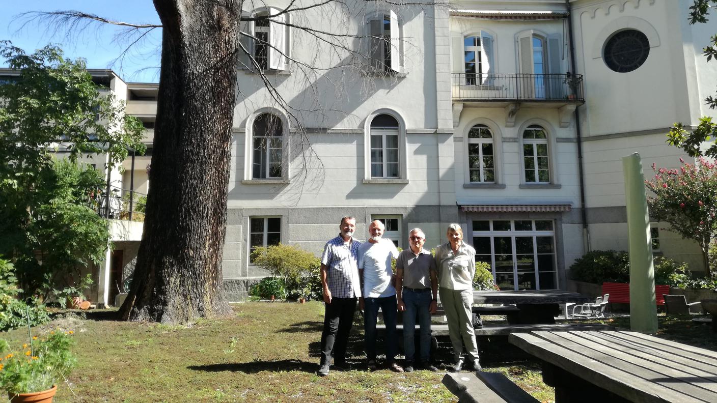 Il cedro del Libano secolare campeggia nel giardino della Chiesa di Bellinzona