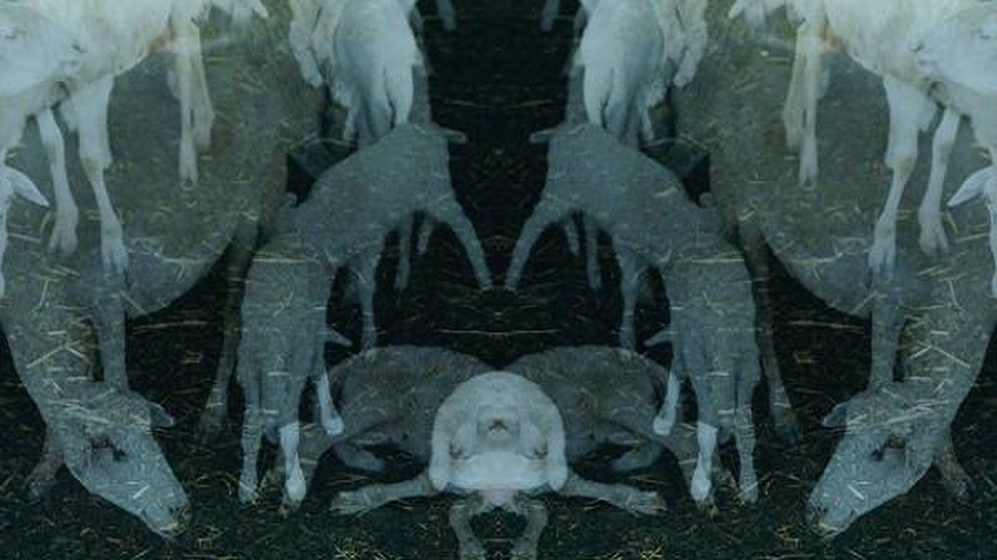 "Anima"