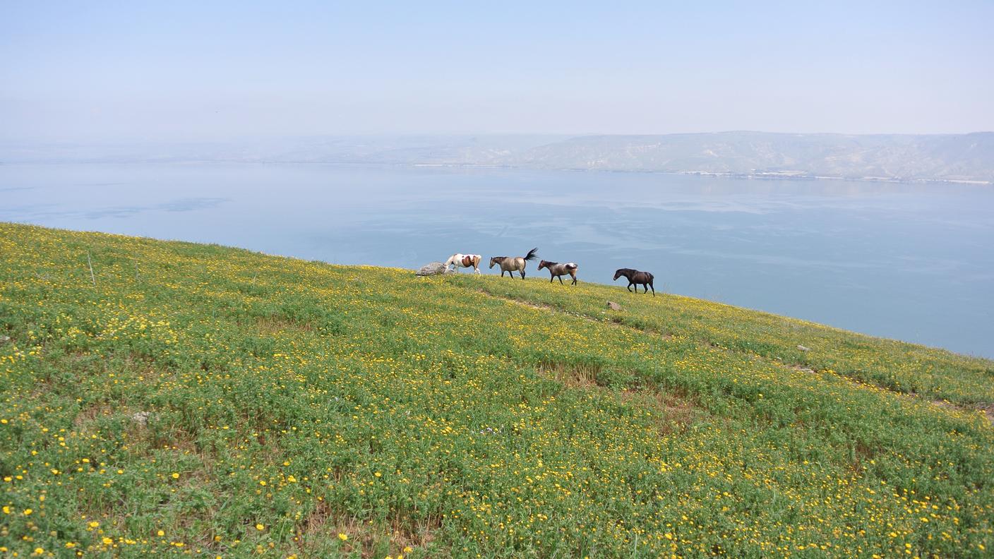 Pascoli sul lago, principale riserva d’acqua dolce della regione