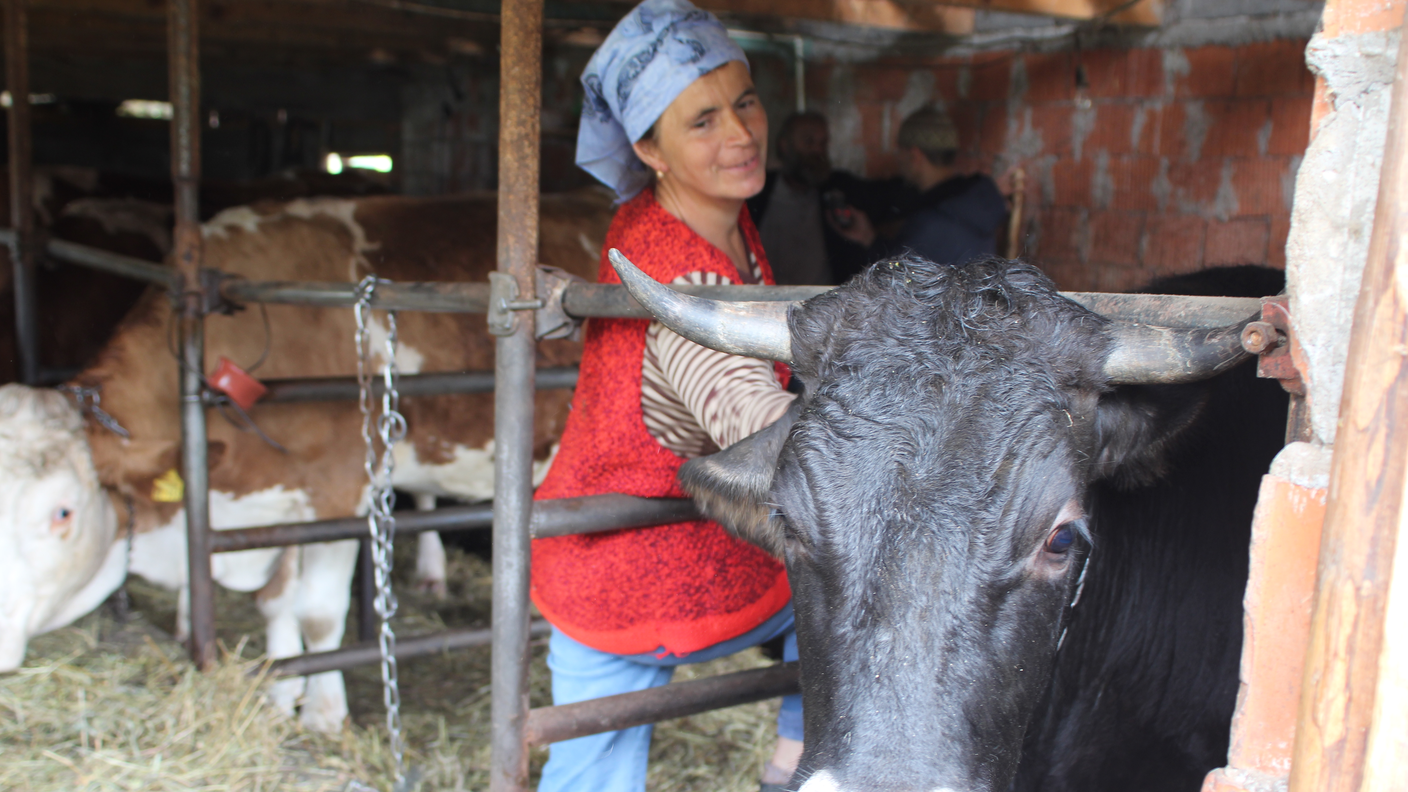 La moglie di Azim mentre cura una mucca Rendena