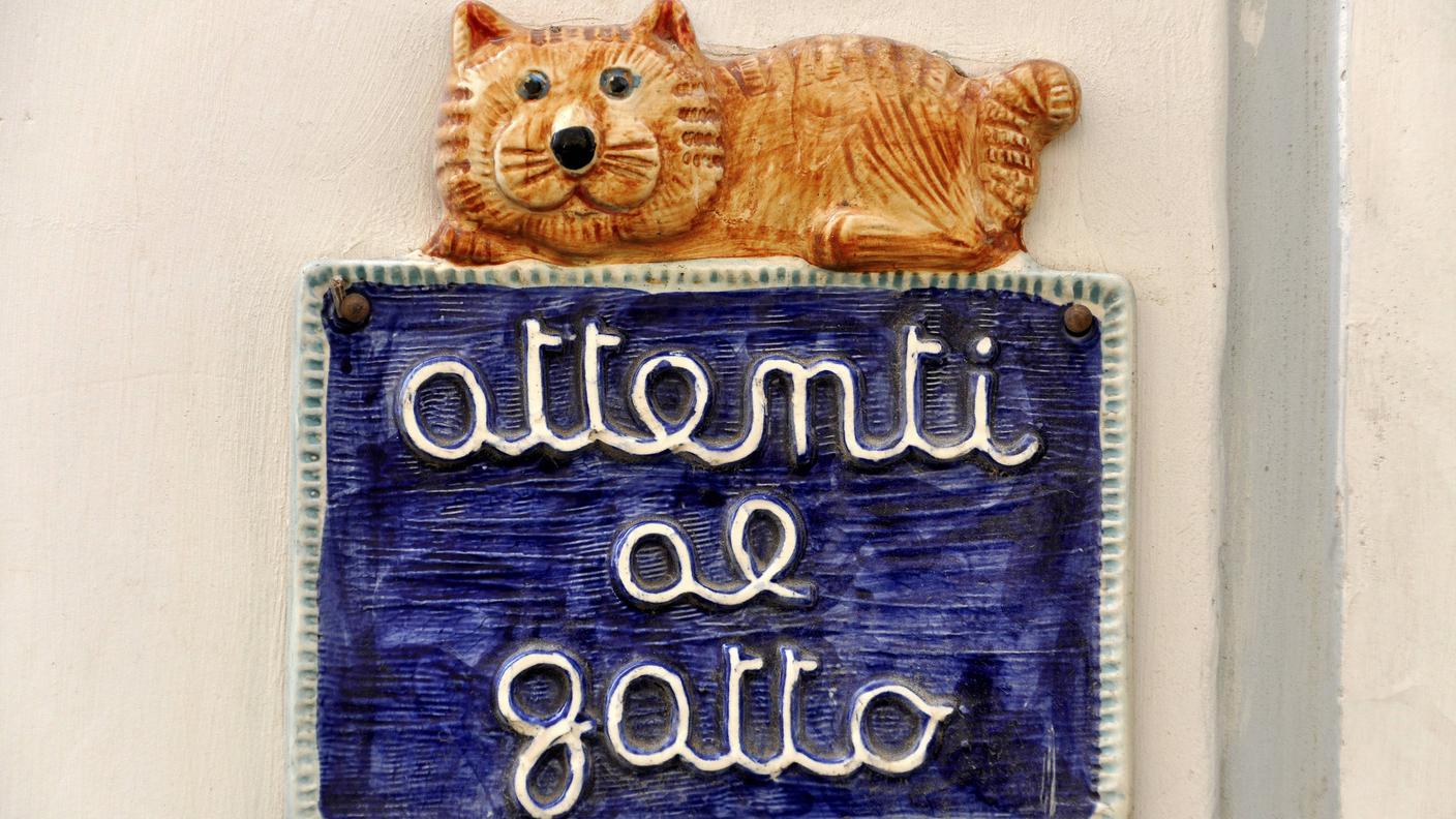 gatto di maiolica